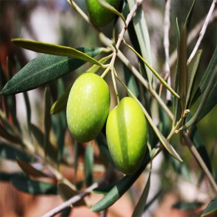 Whole Green olive