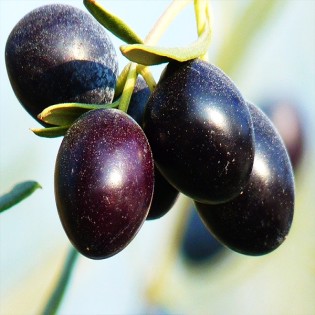 Whole Black olive